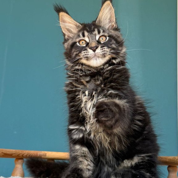 Maine Coon EZ Rocci