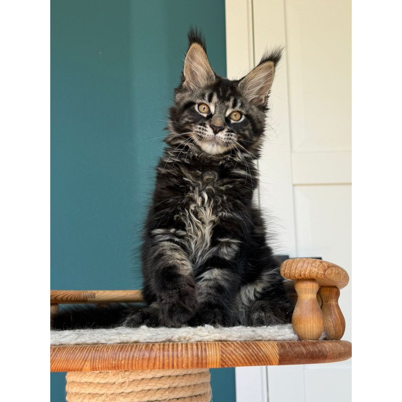 Maine Coon EZ Rocci