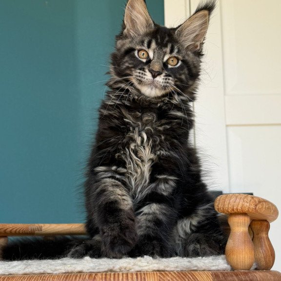 Maine Coon EZ Rocci
