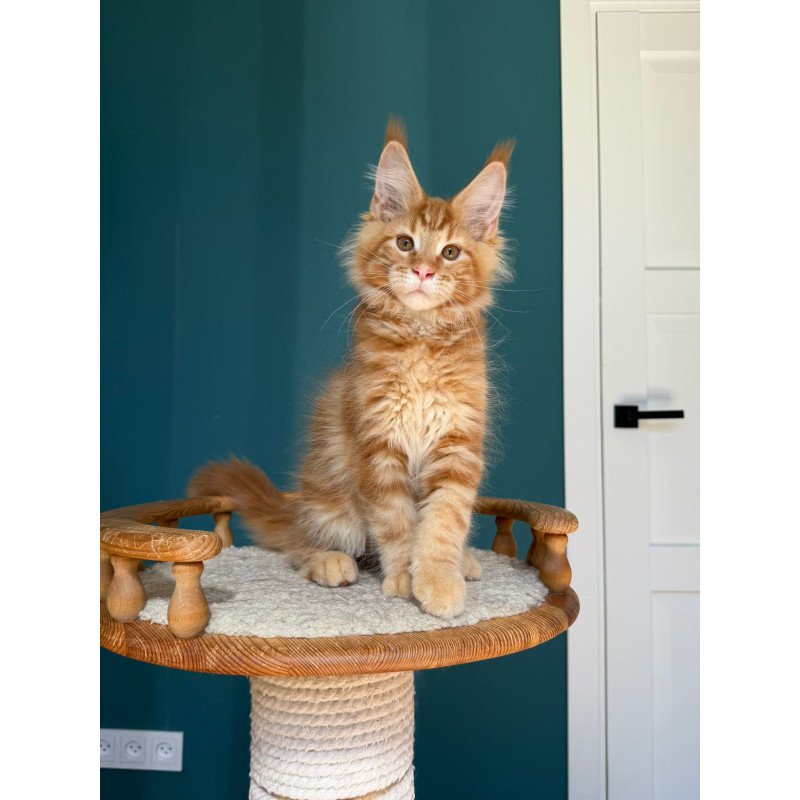 Maine Coon EZ Romeo