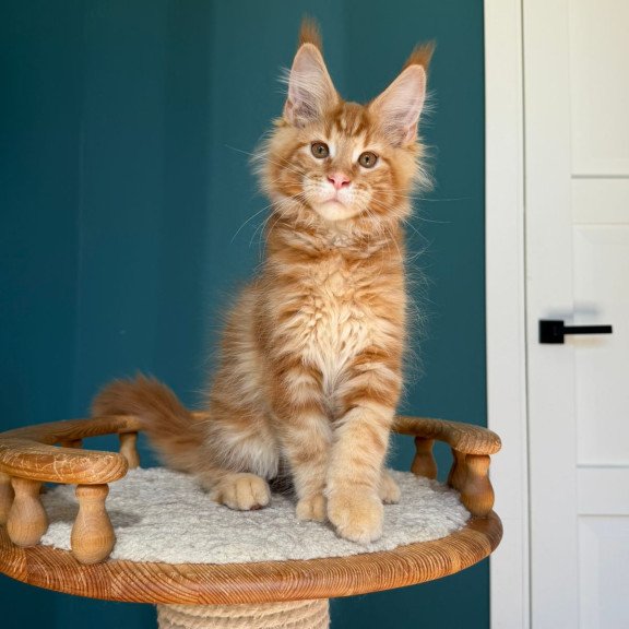 Maine Coon EZ Romeo