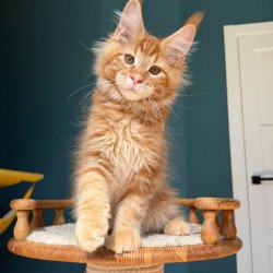 Maine Coon EZ Romeo