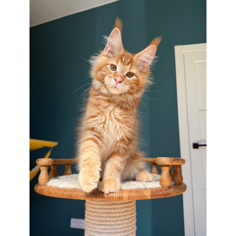 Maine Coon EZ Romeo