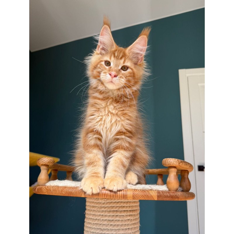 Maine Coon EZ Romeo