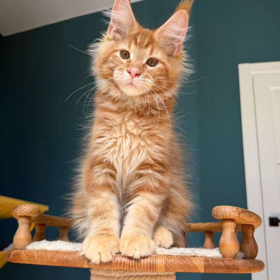 Maine Coon EZ Romeo