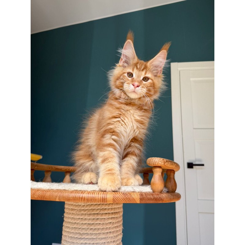 Maine Coon EZ Romeo