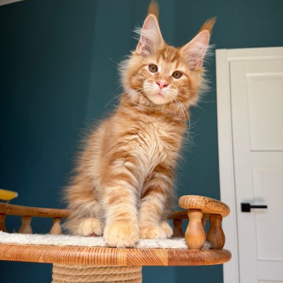 Maine Coon EZ Romeo