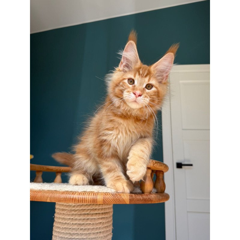 Maine Coon EZ Romeo