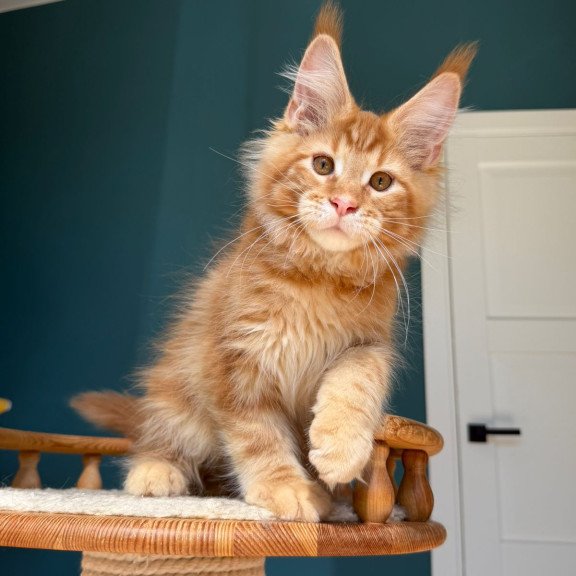 Maine Coon EZ Romeo