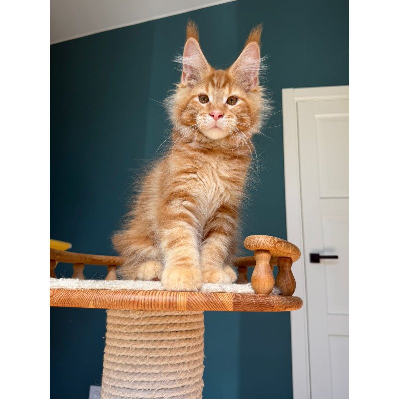 Maine Coon EZ Romeo