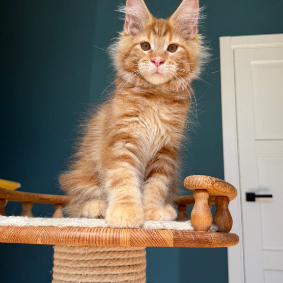 Maine Coon EZ Romeo