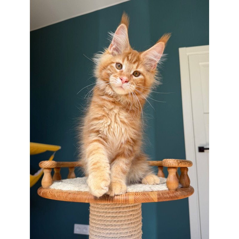 Maine Coon EZ Romeo