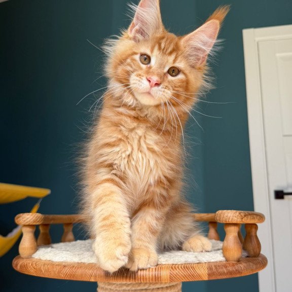 Maine Coon EZ Romeo
