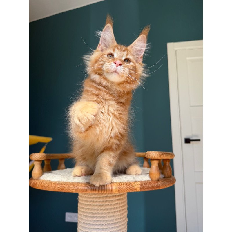 Maine Coon EZ Romeo
