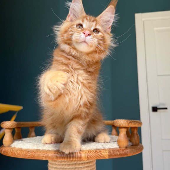 Maine Coon EZ Romeo