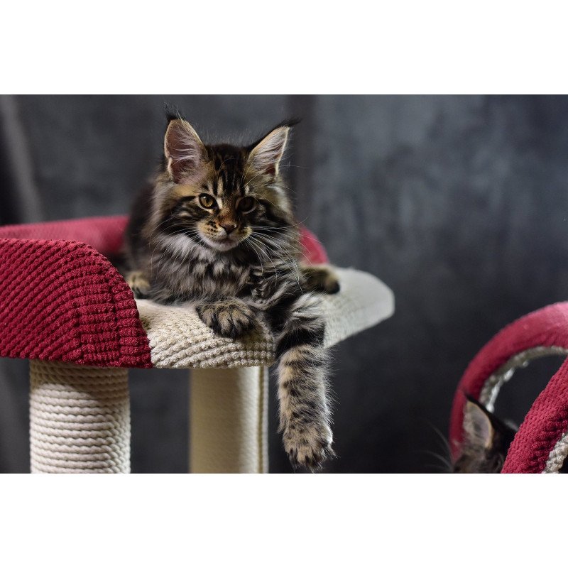 Maine Coon EZ Calypso