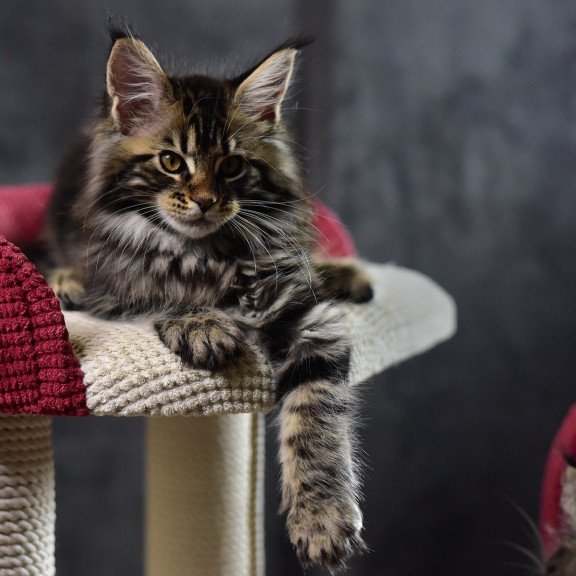 Maine Coon EZ Calypso