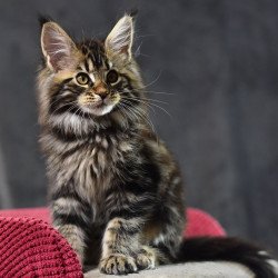 Maine Coon EZ Calypso