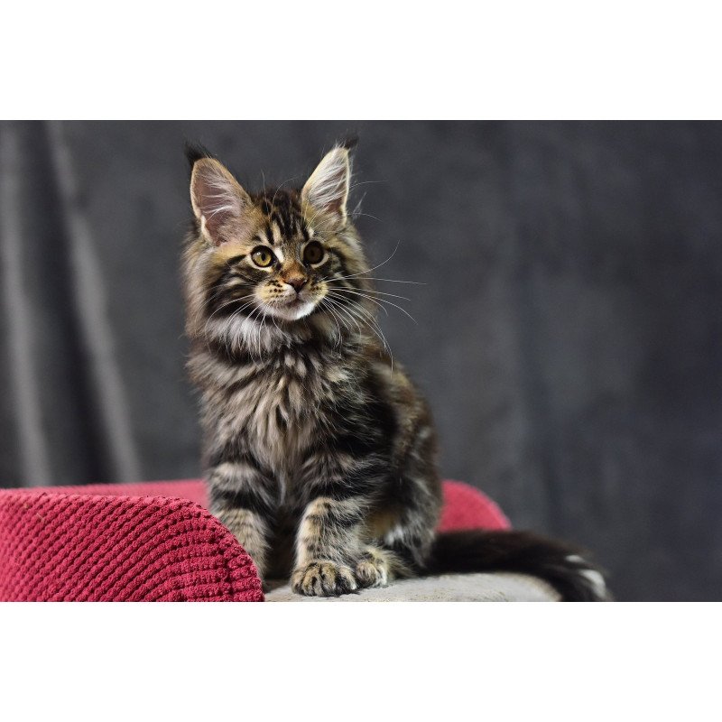 Maine Coon EZ Calypso