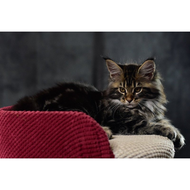 Maine Coon EZ Calypso