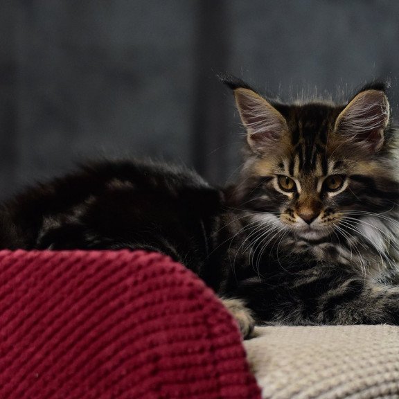 Maine Coon EZ Calypso