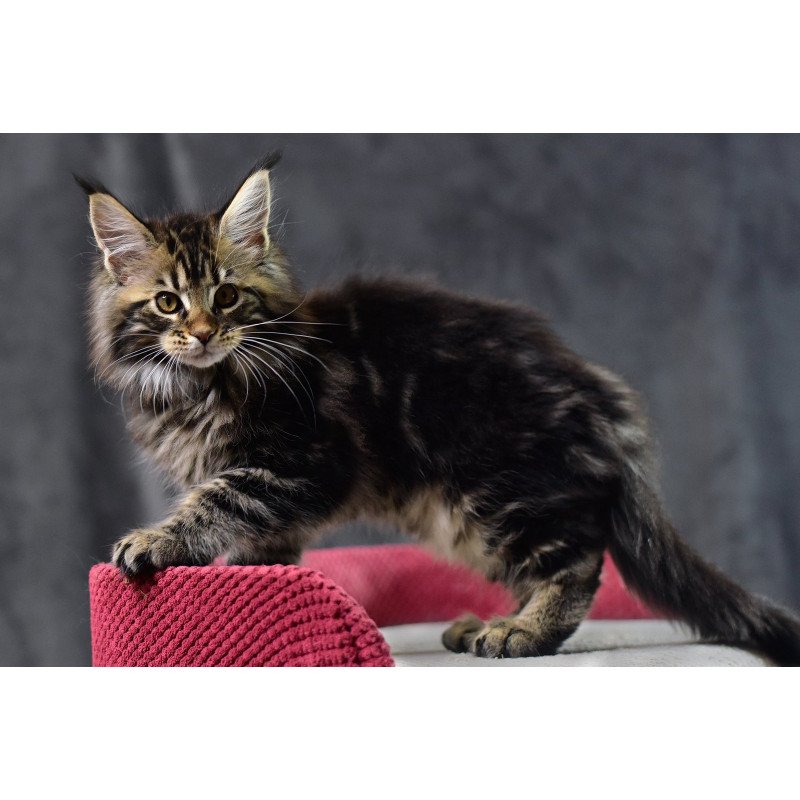 Maine Coon EZ Calypso