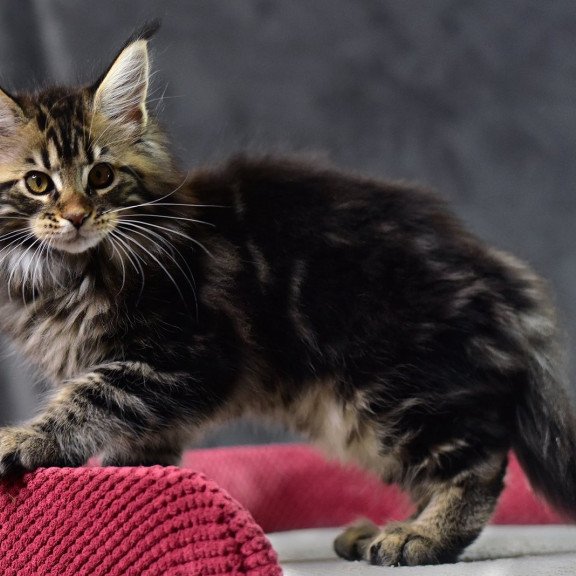 Maine Coon EZ Calypso