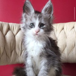 Maine Coon EZ Yan