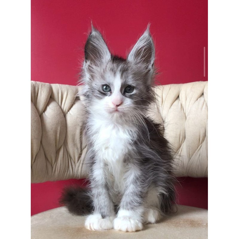 Maine Coon EZ Yan