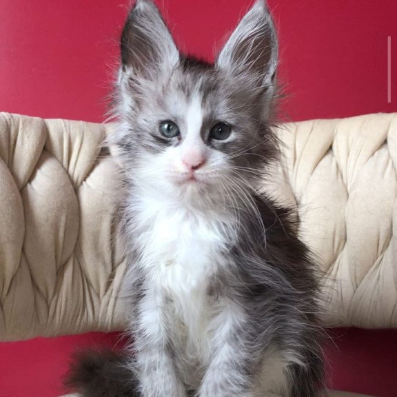 Maine Coon EZ Yan