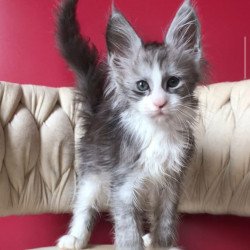 Maine Coon EZ Yan