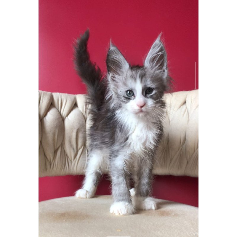 Maine Coon EZ Yan