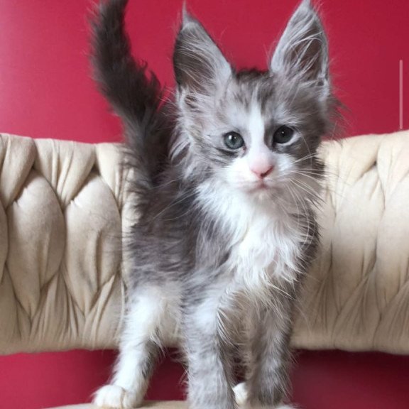 Maine Coon EZ Yan