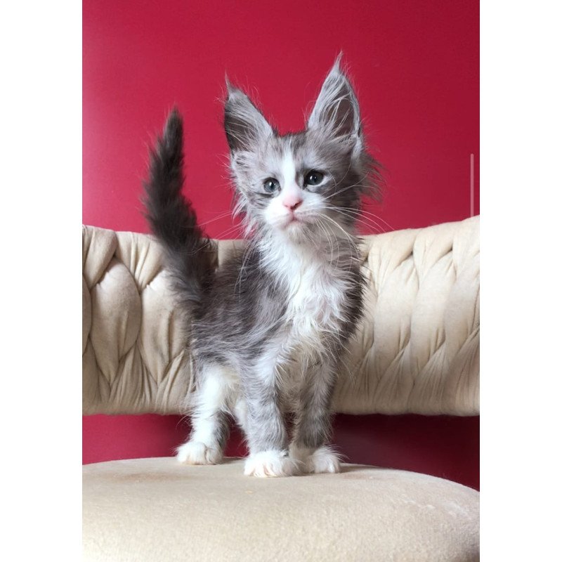 Maine Coon EZ Yan