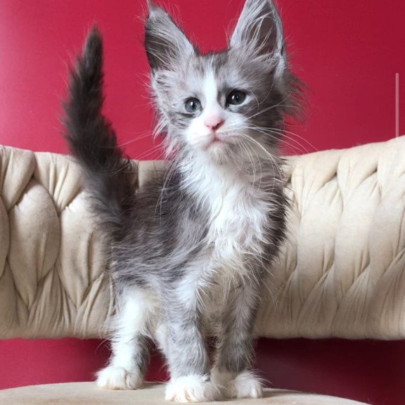 Maine Coon EZ Yan