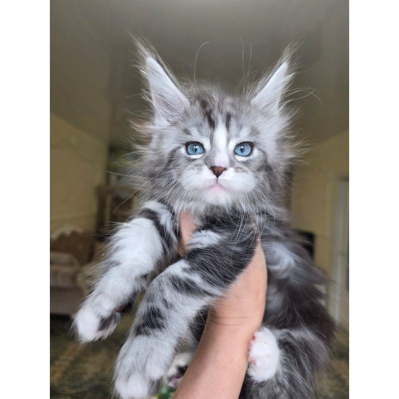 Maine Coon EZ Nimfa