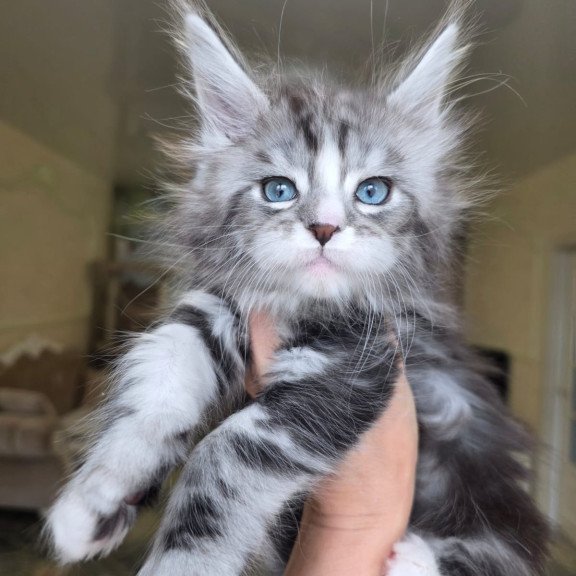 Maine Coon EZ Nimfa