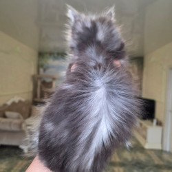Maine Coon EZ Nimfa
