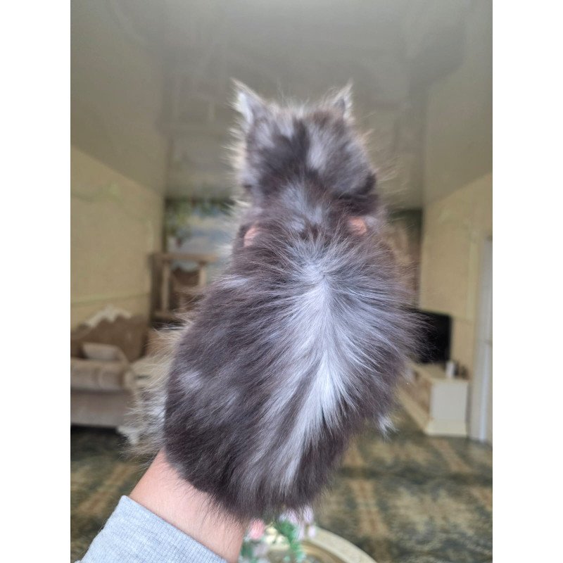 Maine Coon EZ Nimfa