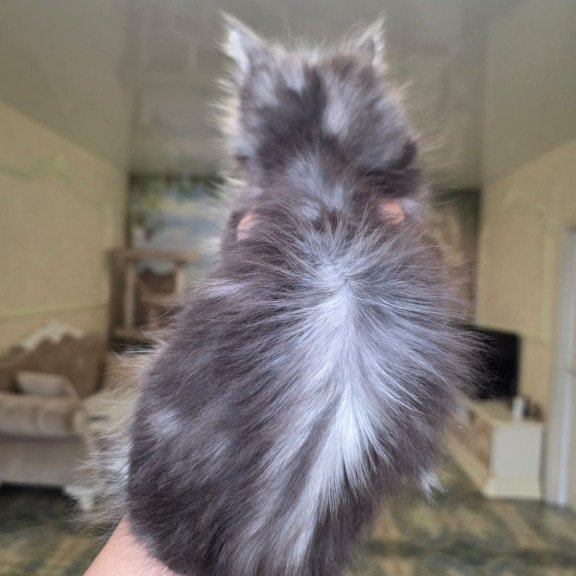 Maine Coon EZ Nimfa