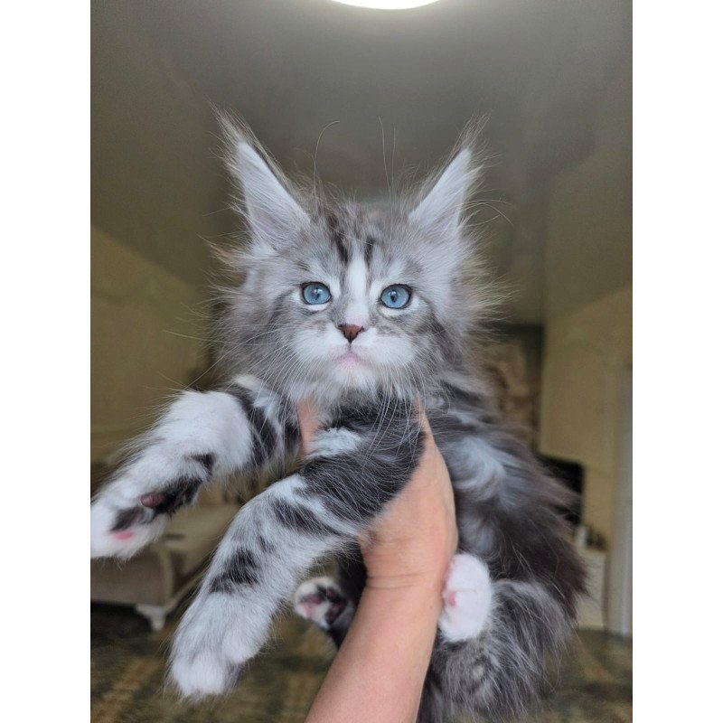 Maine Coon EZ Nimfa