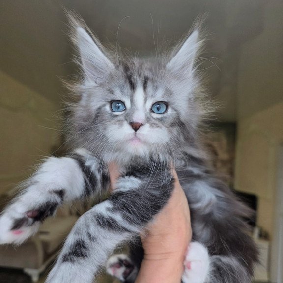 Maine Coon EZ Nimfa