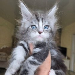 Maine Coon EZ Nimfa