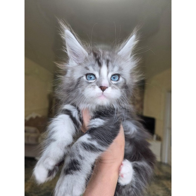 Maine Coon EZ Nimfa