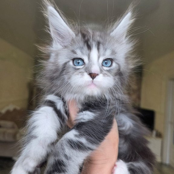 Maine Coon EZ Nimfa