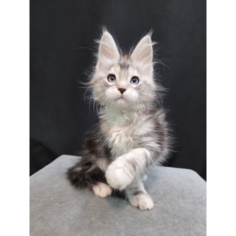 Maine Coon EZ Narniya