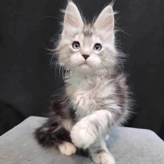 Maine Coon EZ Narniya