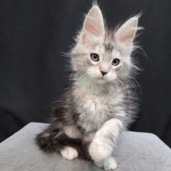 Maine Coon EZ Narniya