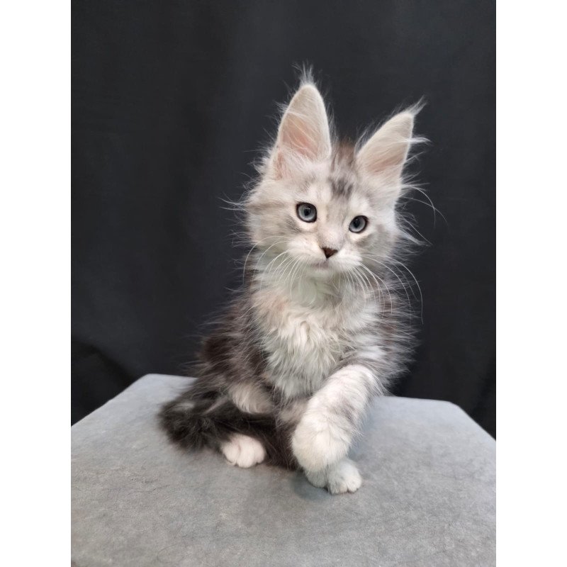 Maine Coon EZ Narniya