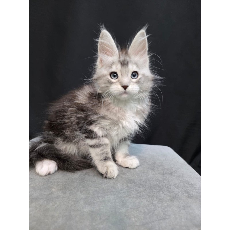 Maine Coon EZ Narniya